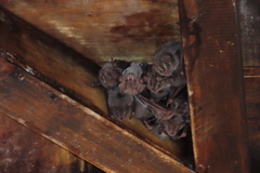 Artibeus jamaicensis