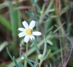 Melampodium leucanthum