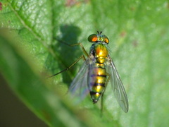 Condylostylus caudatus