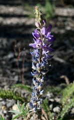Lupinus lepidus