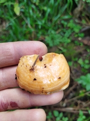 Lactarius deterrimus
