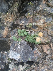 Erigeron salishii