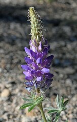 Lupinus lepidus