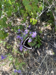 Limenitis weidemeyerii