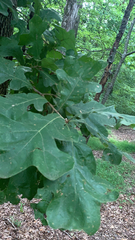 Quercus stellata
