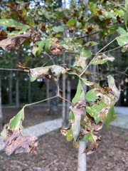 Taphrina caerulescens