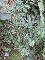 Galium triflorum