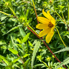 Bidens polylepis