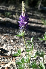 Lupinus lepidus