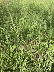 Desmodium illinoense