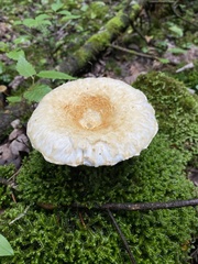 Lactifluus