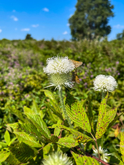 Atalopedes campestris