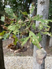 Taphrina caerulescens