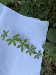 Galium triflorum