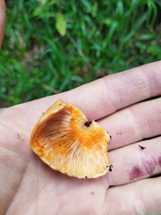 Lactarius deterrimus