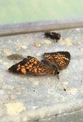 Phyciodes tharos