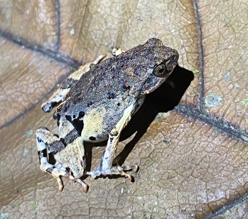 Freiberg's Forest Toadlet