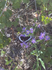 Limenitis weidemeyerii
