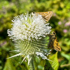Atalopedes campestris