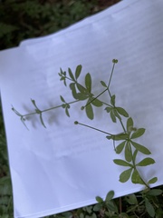 Galium triflorum