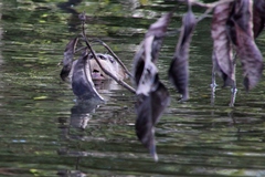 Lontra longicaudis