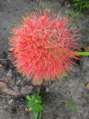 Scadoxus multiflorus
