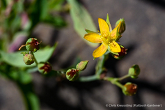 Hypericum