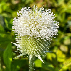 Dipsacus laciniatus
