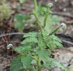 Heliotropium amplexicaule