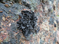 Umbilicaria