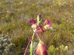 Polygala bracteolata