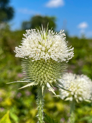 Dipsacus laciniatus