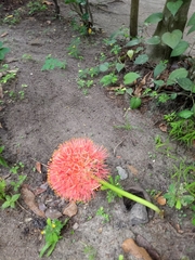 Scadoxus multiflorus