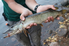 Esox lucius