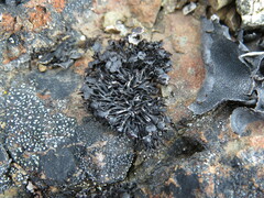 Cornicularia normoerica