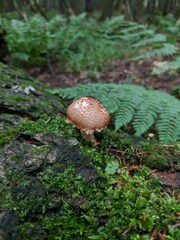 Echinoderma