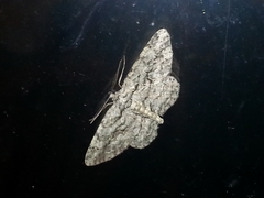 Anavitrinella pampinaria