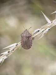 Eurygaster testudinaria