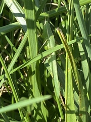 Conocephalus fasciatus