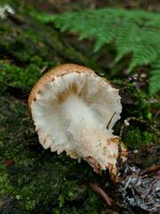 Echinoderma