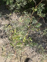 Indigofera suffruticosa