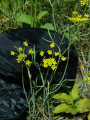 Lomatium ambiguum