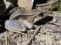Leptodactylus