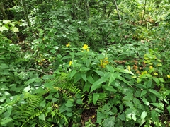 Helianthus decapetalus