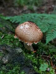 Echinoderma