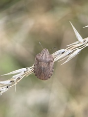 Eurygaster testudinaria