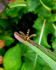 Sphaerophoria scripta