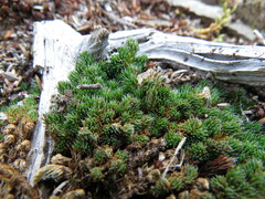 Selaginella densa
