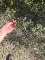 Indigofera suffruticosa