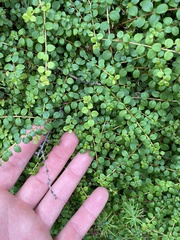 Gaultheria hispidula
